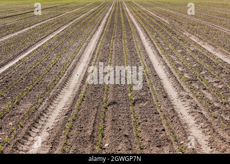 lunghe file agricole di piante verdi giovani su un vasto campo Foto Stock