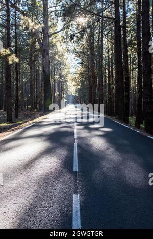 Una strada vuota e tranquilla che passa attraverso la foresta piena di splendidi alberi. Vista panoramica della strada vuota che passa attraverso la fitta foresta. Segnaletica su strada asfaltata wi Foto Stock