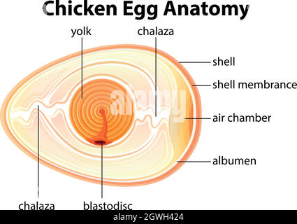 Anatomia delle uova di pollo Illustrazione Vettoriale