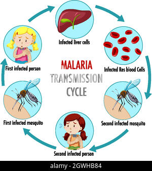 Infografica informativa sul ciclo di trasmissione della malaria Illustrazione Vettoriale