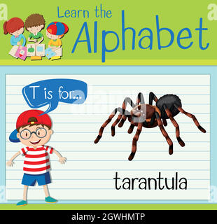 La lettera T della flashcard è per tarantula Illustrazione Vettoriale