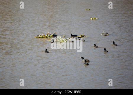 Gregge di cuote americane (Fulica americana) che si nutrono di piante che crescono in uno stagno Foto Stock