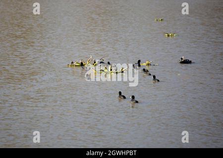 Gregge di cuote americane (Fulica americana) che si nutrono di piante che crescono in uno stagno Foto Stock