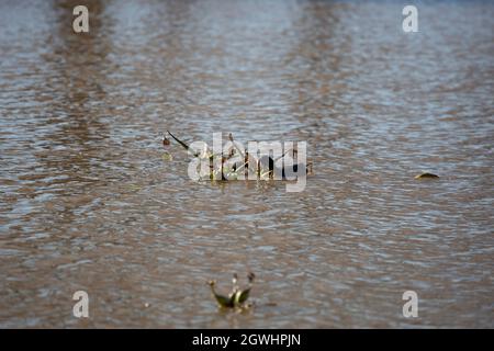 Coppia di cuoti americani () che alimentano su piante in uno stagno Foto Stock