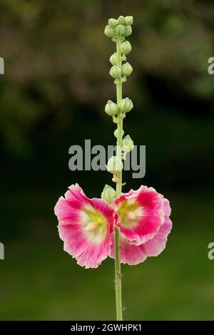 Hollyhocks che crescono in un giardino nel Lancashire in Inghilterra GB Foto Stock