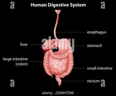 Apparato digestivo umano Illustrazione Vettoriale