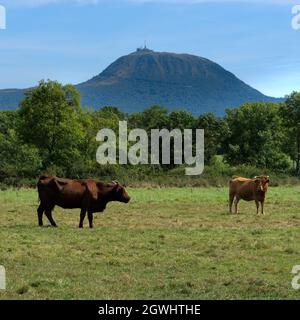 Le mucche di Salers nel loro prato di fronte al vulcano Puy-de-Dôme Foto Stock