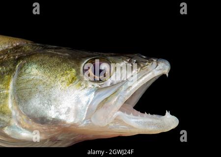 La testa e le mandibole di uno Zander, Sander lucida. Zander sono una specie predatoria che predica su altri pesci. Sono specie invasive non native in t Foto Stock