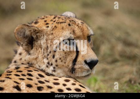 Cattività Cheetah adulto (Acinonyx jubatus jubatus) sdraiato. Port Lympne Wild Animal Park Kent. 20/08/2021. Foto Stock