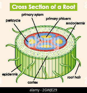 Diagramma che mostra la sezione trasversale di una radice Illustrazione Vettoriale