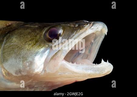 La testa e le mandibole di uno Zander, Sander lucida. Zander sono una specie predatoria che predica su altri pesci. Sono specie invasive non native in t Foto Stock