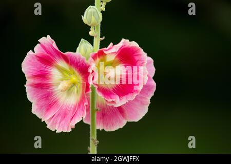 Hollyhocks che crescono in un giardino nel Lancashire in Inghilterra GB Foto Stock