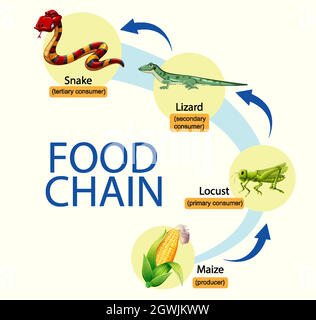 Diagramma della catena alimentare scientifica Illustrazione Vettoriale