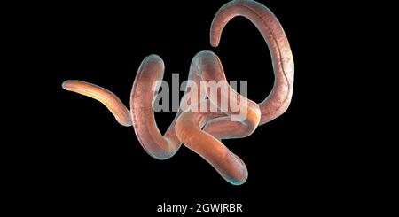 Nematode intrecciato singolo su sfondo nero - illustrazione 3d Foto Stock