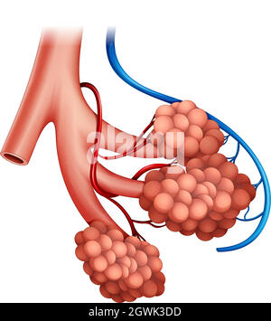 Alveoli umani Illustrazione Vettoriale