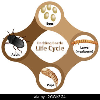 Diagramma che mostra il ciclo di vita di Darkling Beetle Illustrazione Vettoriale