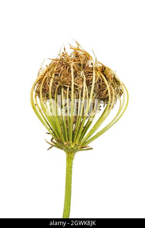 Carota, carota di Daucus, gambo e testa di seme essiccata isolato contro bianco Foto Stock