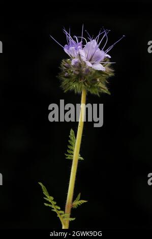 Phacelia fiori e fogliame isolato contro nero Foto Stock