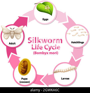 Diagramma che mostra il ciclo di vita di Silkworm Illustrazione Vettoriale