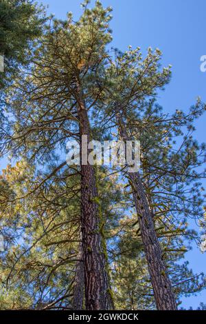 Pineta di Ponderosa in Montana Foto Stock