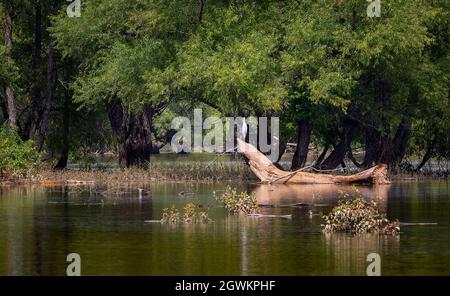 Un'egretta perches su un ceppo lungo le rive del fiume del bordo francese in Tennessee Foto Stock