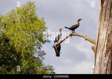 I cormorani girovagano in un albero morto lungo le rive del fiume francese in Tennessee Foto Stock