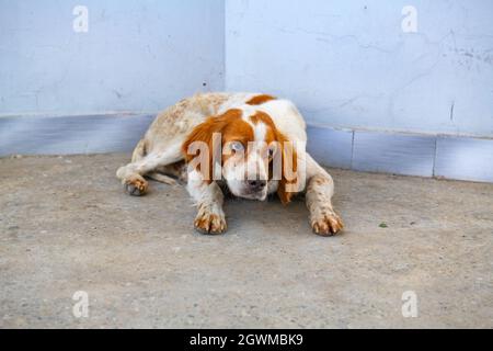 un cane spaniello si trova sul marciapiede Foto Stock