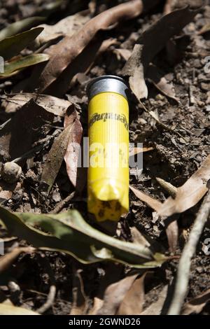 Scarico guscio di munizioni giallo circondato da foglie morte a terra Foto Stock