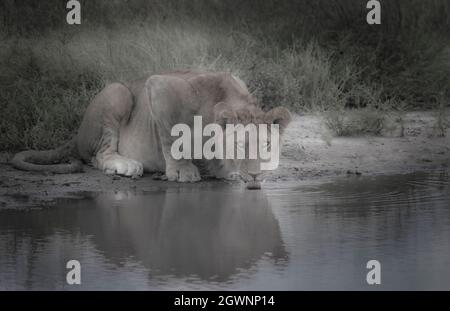 Giovane leone maschio bevendo dal waterhole, Parco Nazionale Serengeti, Tanzania. In tutta l'Africa la popolazione dei leoni sta diminuendo rapidamente. A metà degli anni '80 la popolazione è stata stimata a circa 200,000 abitanti. Oggi è 17,000 o meno e in declino. Foto Stock