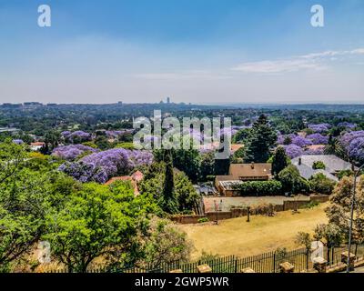 Veduta aerea di Johannesburg , la più grande foresta urbana durante la primavera - Jacaranda fiorente in ottobre in Sudafrica Foto Stock