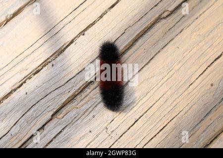 Un Woolly Bear Caterpillar Foto Stock