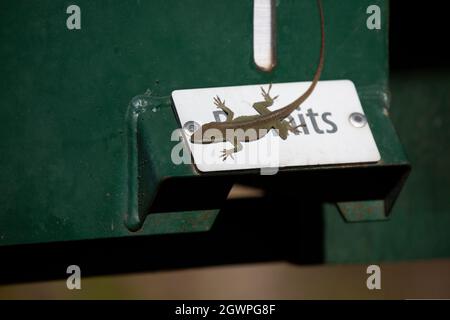 Anole verdi (Anolis carolinensis) in un morfo in fase bruna su un segno 'permessi' Foto Stock