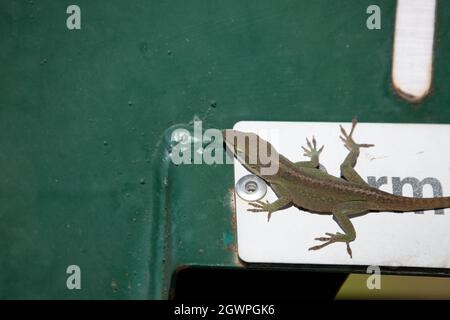 Anole verdi (Anolis carolinensis) in un morfo in fase bruna su un segno 'permessi' Foto Stock