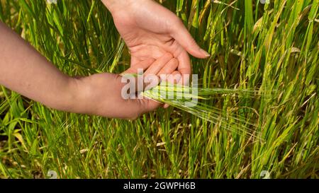 Primo piano sulle mani della donna che tengono un gruppo di spighe di grano verde appena strappato su sfondo di raccolto di grano Foto Stock