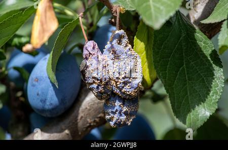 Primo piano di prugne frutta con malattia fungina (Monilia cinerea) appeso sull'albero Foto Stock