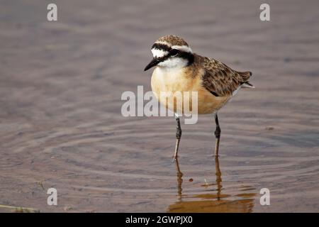 Kittlitz Plover - Charadrius pecuarius piccolo Shorebird in Charadriidae, razze vicino a saline costiere e interne, rive del fiume o praterie, native t Foto Stock