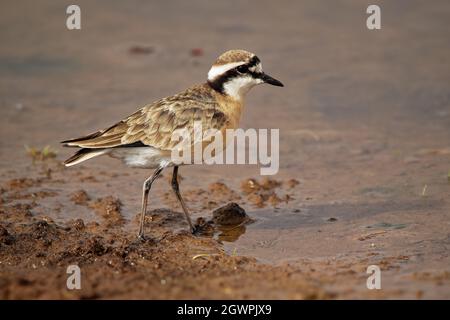 Kittlitz Plover - Charadrius pecuarius piccolo Shorebird in Charadriidae, razze vicino a saline costiere e interne, rive del fiume o praterie, native t Foto Stock