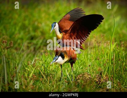 African Jacana - Actophilornis africanus è un uccello della famiglia Jacanidae, identificabile dalle dita dei piedi lunghe e dalle artigli lunghe per camminare sulla vegetazione galleggiante Foto Stock