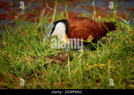 African Jacana - Actophilornis africanus è un uccello della famiglia Jacanidae, identificabile dalle dita dei piedi lunghe e dalle artigli lunghe per camminare sulla vegetazione galleggiante Foto Stock