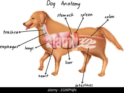 Anatomia di un cane Illustrazione Vettoriale