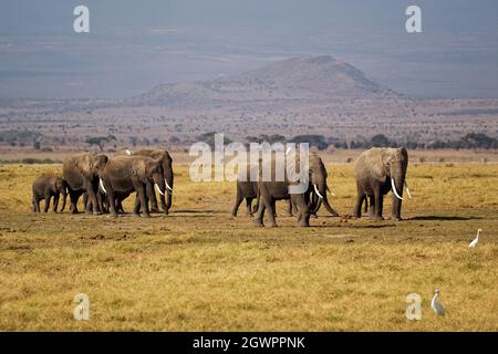 African Bush Elephant - Loxodonta africana grande mandria di elefanti con cubetti che camminano in polverosa savana secca, Amboseli NP in Kenya Africa. Foto Stock