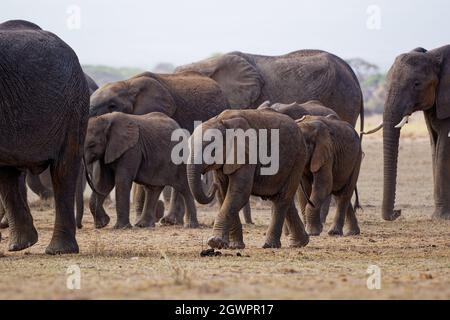African Bush Elephant - Loxodonta africana grande mandria di elefanti con cubetti che camminano in polverosa savana secca, Amboseli NP in Kenya Africa. Foto Stock