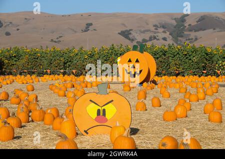 Zucche in vendita, Patch di zucca Foto Stock