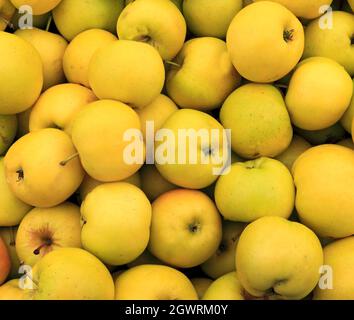 Apple 'Greensleeves', mostra in fattoria, frutta, mele, cibo sano Foto Stock