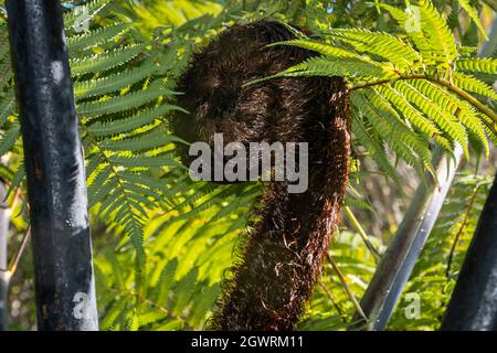 Spirale emergente FERN frontd, Wellington, Isola del Nord, Nuova Zelanda Foto Stock