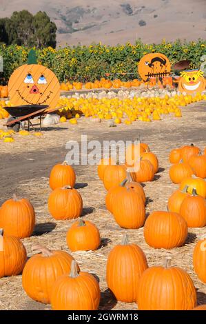 Zucche in vendita, Patch di zucca Foto Stock