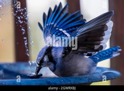 Bluejay si tuffa nella fontana del giardino dopo una arachidi galleggiante Foto Stock