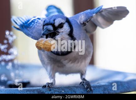 Bluejay si tuffa nella fontana del giardino dopo una arachidi galleggiante Foto Stock