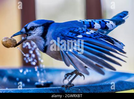 Bluejay si tuffa nella fontana del giardino dopo una arachidi galleggiante Foto Stock