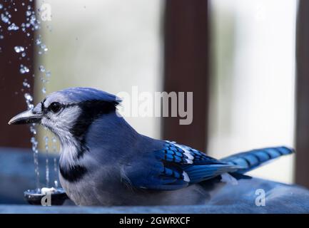 Bluejay si tuffa nella fontana del giardino dopo una arachidi galleggiante Foto Stock